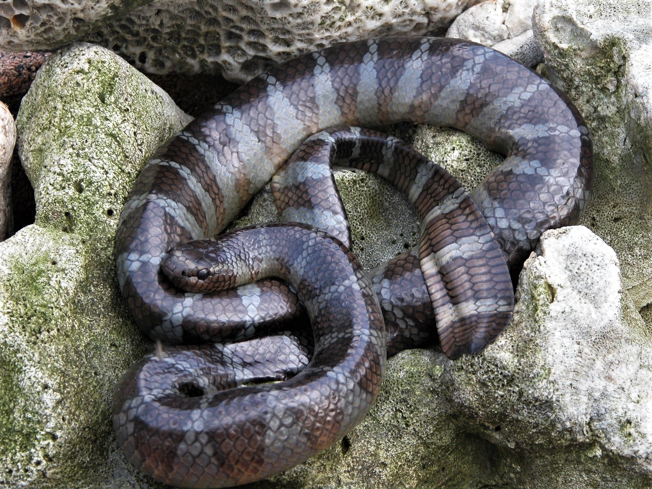 盛氣凌人的茶斑蛇-第一名 | 中心 特生 | Flickr