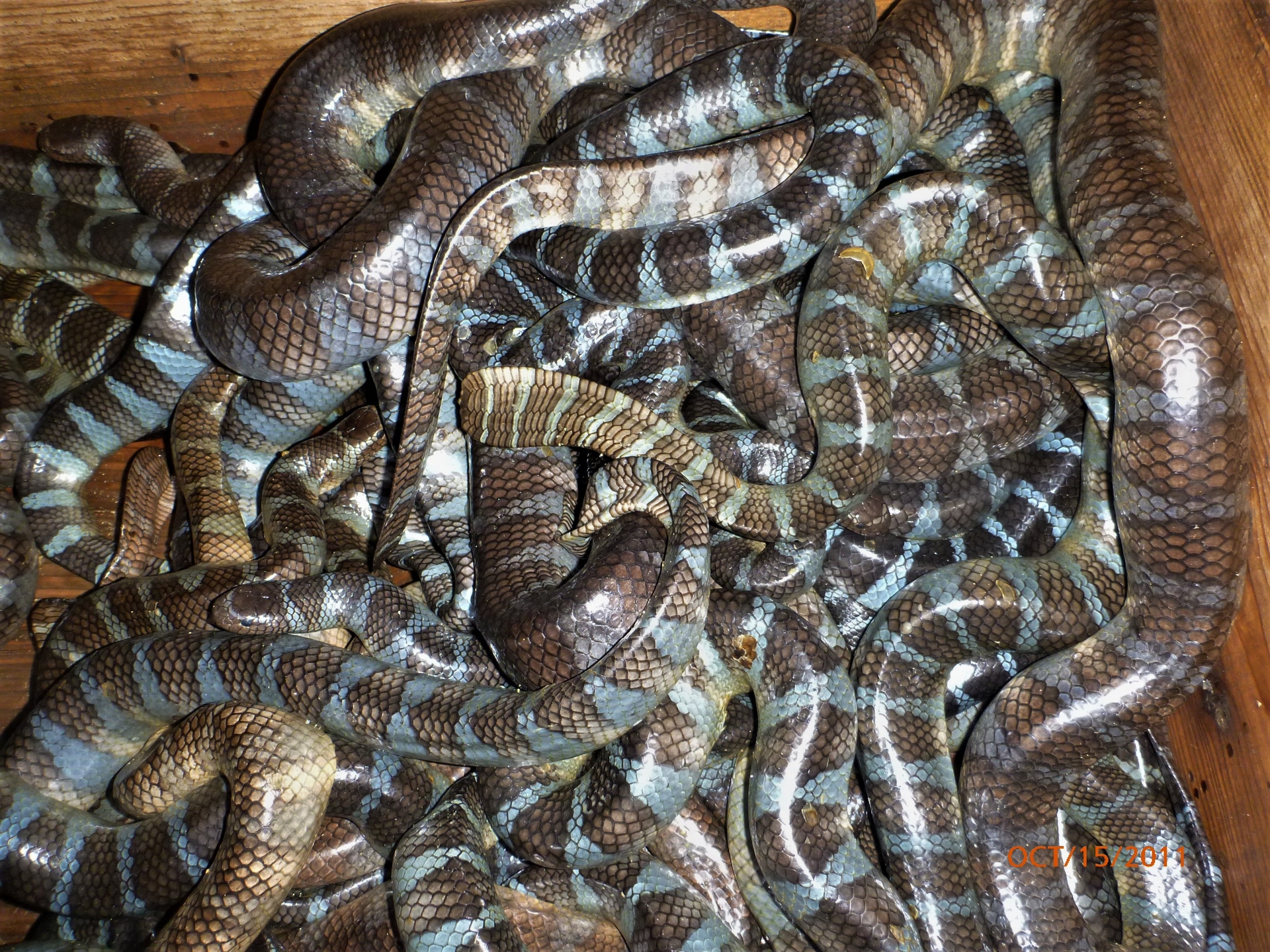 由久高島居民捕獲的海蛇。攝影：杜銘章