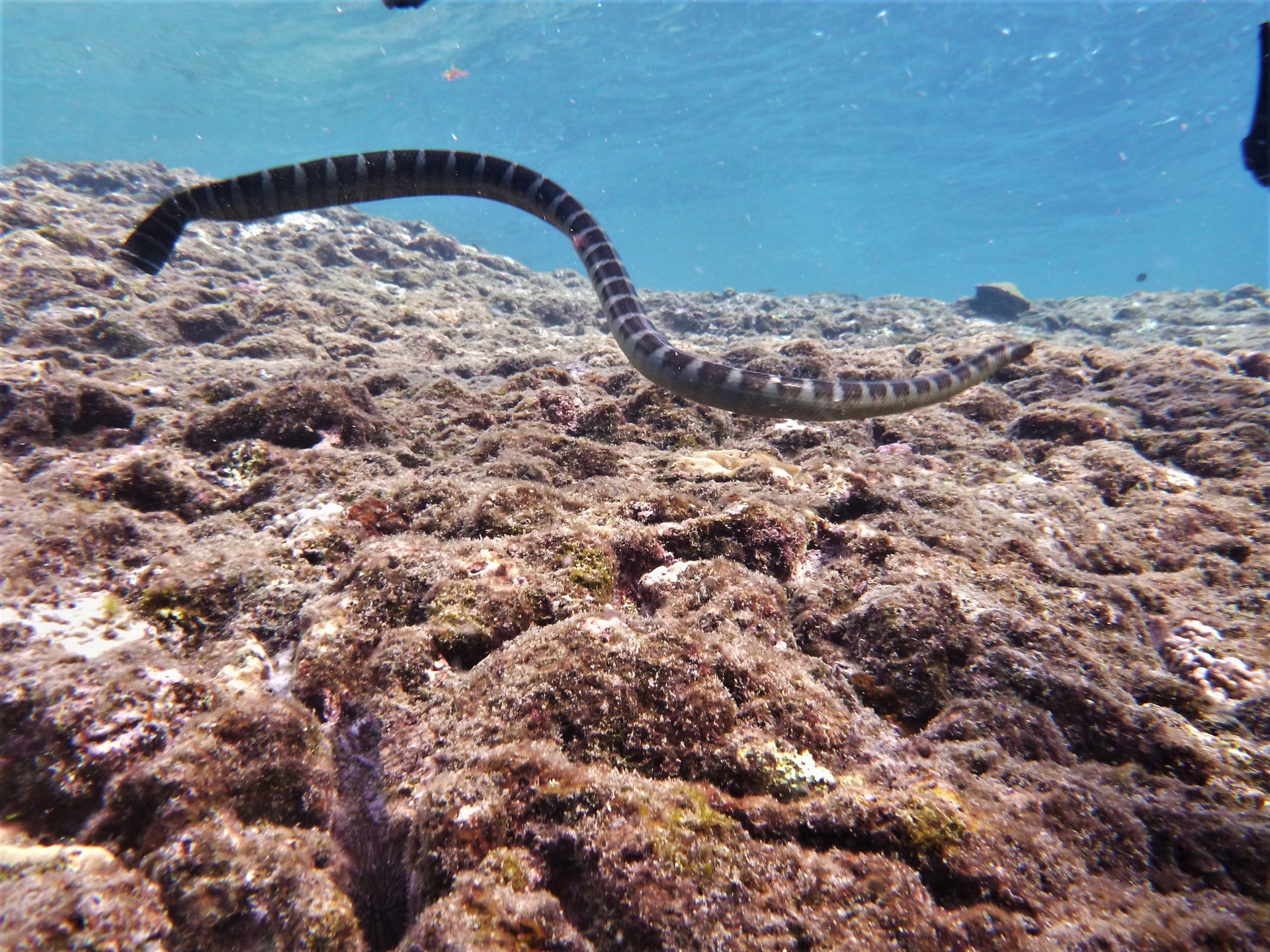 闊帶青斑海蛇。攝影：杜銘章