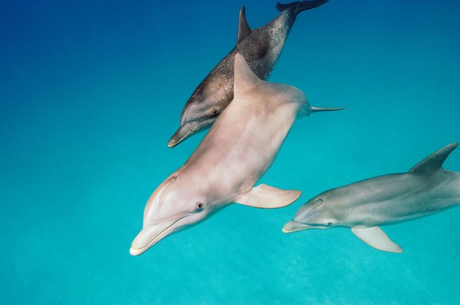 瓶鼻海豚在巴哈馬與一隻大西洋斑點海豚游泳，牠們以吃魚前會把魚踢到空中而聞名。PHOTOGRAPH BY BRIAN J. SKERRY, NAT GEO IMAGE COLLECTION