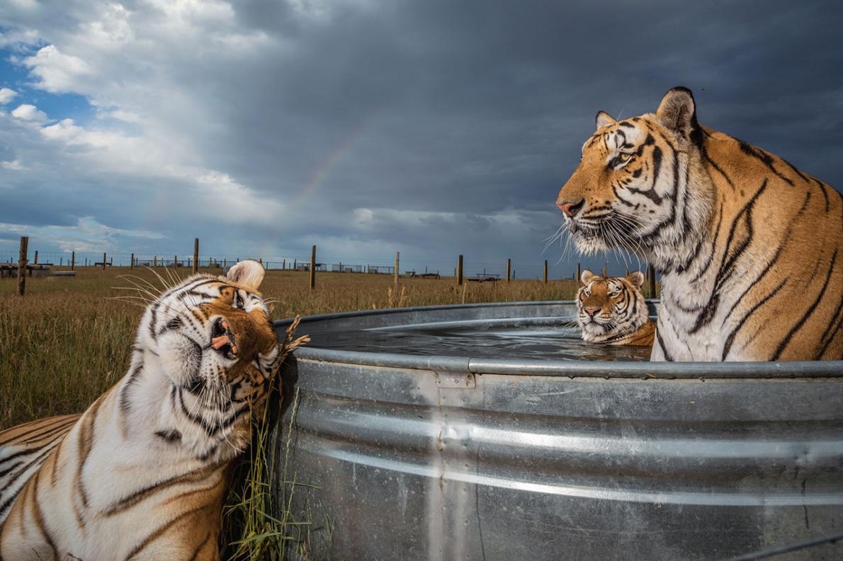 Photograph by Steve Winter, National Geographic