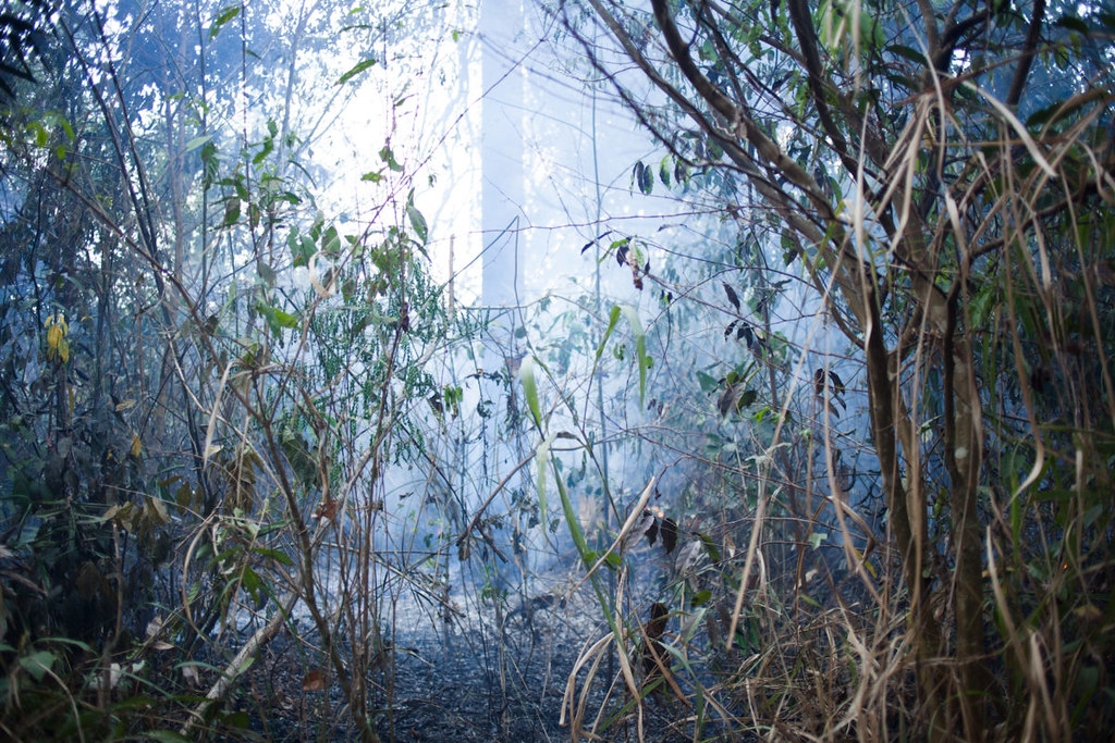 大火焚燒過後的欣古勝利保護區。Ana Ionova攝；來源：Mongabay