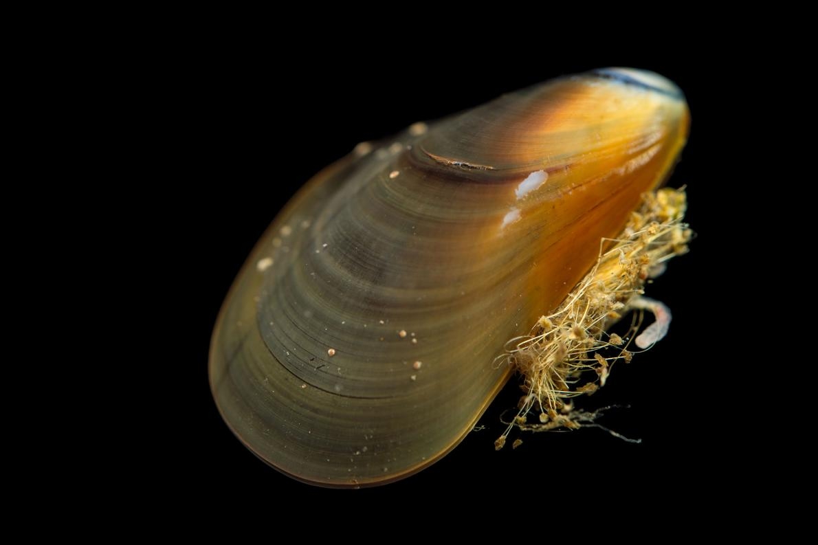 源於油黑殼菜蛤的癌症擴散感染到另外兩個物種身上：紫殼菜蛤（<i>Mytilus edulis</i>）以及智利殼菜蛤（<i>Mytilus chilensis</i>）。PHOTOGRAPH BY JOEL SARTORE, NATIONAL GEOGRAPHIC PHOTO ARK 
