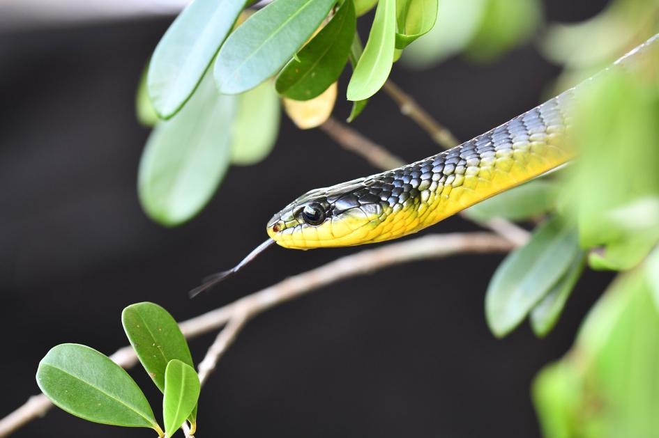 一隻過樹蛇屬（<i>Dendrelaphis</i>）的樹棲蛇在研究試驗的空檔曬日光浴。PHOTOGRAPH BY JAKE SOCHA 