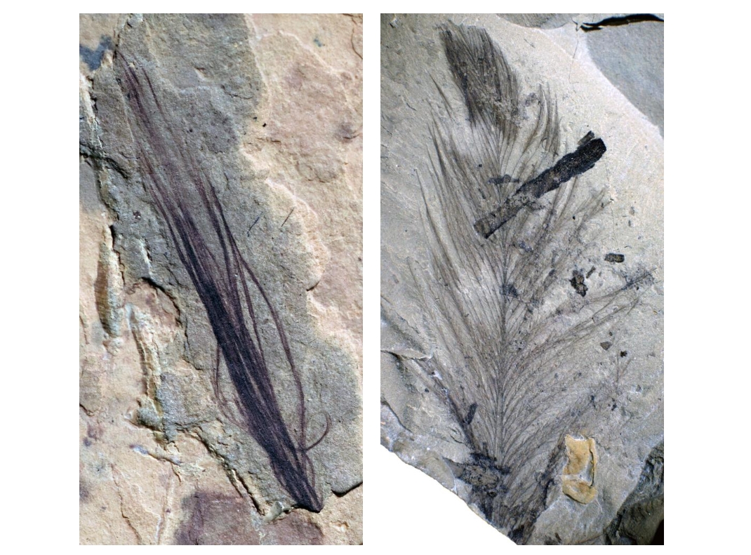 在澳洲發現的十枚羽毛化石中包含了一簇恐龍的原始羽毛（左）以及一隻史前鳥類的羽毛（右）。PHOTOGRAPH COURTESY MELBOURNE MUSEUM