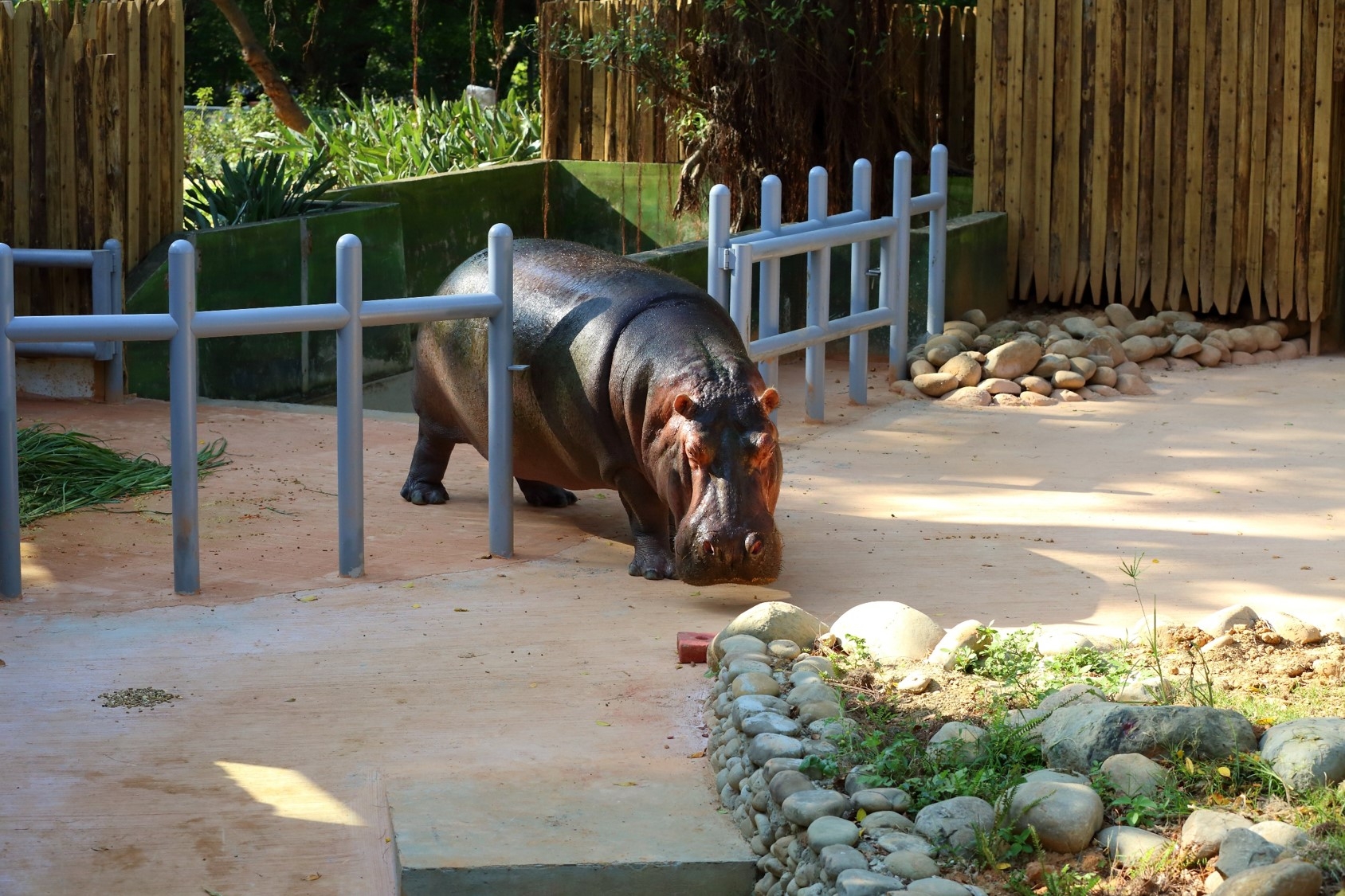 科技城市裡的生態綠島— 重生的新竹動物園