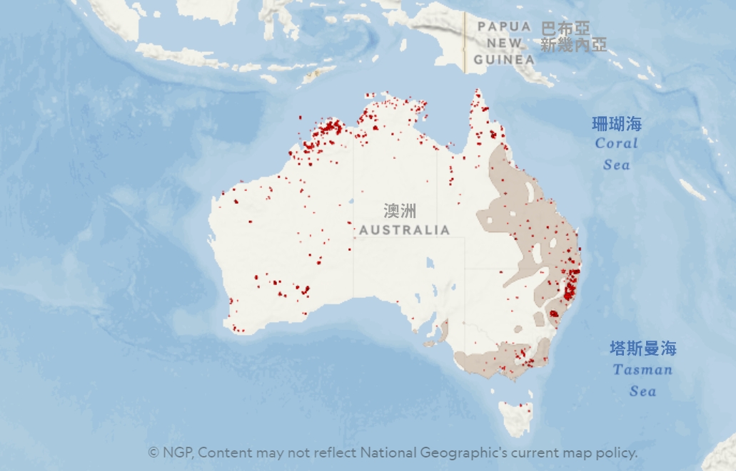 紅點顯示的是澳洲到2019年11月25日為止的那一週所偵測到的火災地點。棕色區域顯示的是無尾熊（Phascolarctos cinereus）的分布區域。來源：NASA; IUCN 