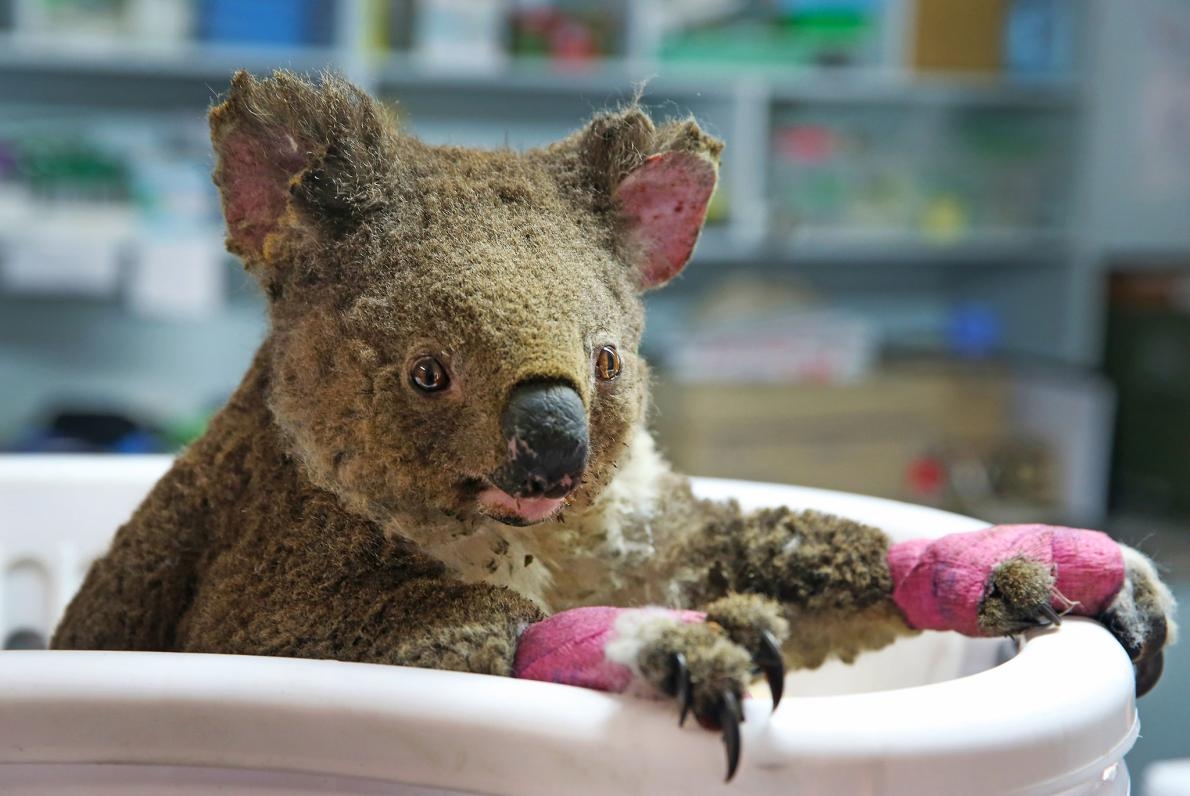 被救命恩人取名為安玟（Anwen）的雌無尾熊，正在澳洲麥夸利港（Port Macquarie）的無尾熊醫院中接受治療。蹂躪該地區的森林野火燒傷了牠。PHOTOGRAPH BY NATHAN EDWARDS 