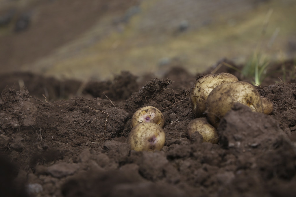 在亞洲和非洲，馬鈴薯既是糧食也是經濟作物。圖片來源：International Potato Center CIP（CC BY-NC 2.0）