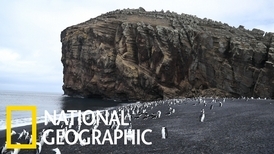 迪塞普遜島上的企鵝群