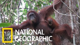 婆羅洲紅毛猩猩的生存狀況令人擔憂