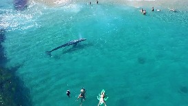 超吸睛灰鯨寶寶現身加州海灘！