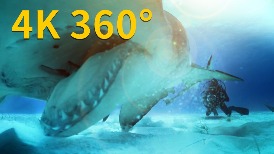 4K 360° VR：在巴哈馬海域撞見無溝雙髻鯊（記得回頭！）