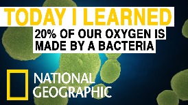 每日酷知識：我們的氧氣有20%來自細菌