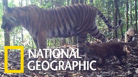 影片證實，稀有的蘇門答臘虎能在保護區內健康繁衍