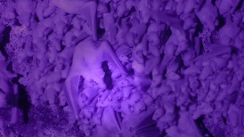 「龍舌蘭蝙蝠」能輕鬆在漆黑、擁擠的洞穴中找到自己孩子