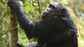 空拍機也能協助黑猩猩保育