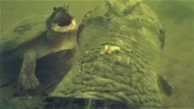 POV視角：看巨型側頸龜在水下彼此互動的珍貴畫面