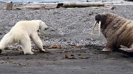 消瘦的北極熊媽媽走投無路，只好試探成年海象……