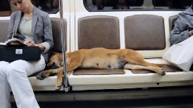 莫斯科的流浪狗也懂得搭地鐵通勤！