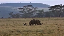 為母則強！ 看犀牛媽媽如何捍衛寶寶免於鬣狗的襲擊