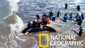 感動！阿根廷救援團隊成功解救擱淺虎鯨