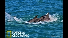 為了鞏固兄弟情，雄性海豚們會彼此「牽手」