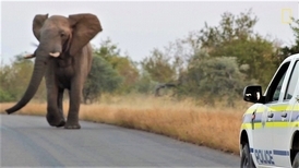 「象老大你別鬧了！」暴衝的大象應該只是在玩啦！