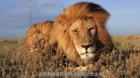 獅子生與死：為什麼獅子是群體動物？