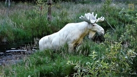 罕見影片：如夢似幻的雪白駝鹿