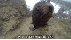 探險直擊：保護萌爆的海狗寶寶