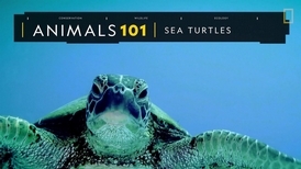 101動物教室：海龜