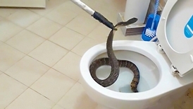 上廁所注意！馬桶裡有蛇