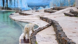 《白熊計畫》– 比利時艾瓦耶 Monde Sauvage 動物園