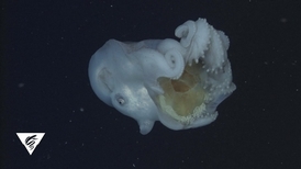 深海章魚吞噬水母 還把有毒觸手留下來當武器