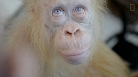 罕見畫面：稀有白化症紅毛猩猩