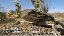 角蜥禦敵絕招：目珠噴血