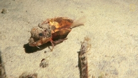 在峇里島海底「散步」的魚