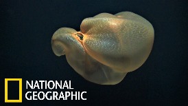 罕見畫面：遙控水下載具拍到神祕「胎盤水母」