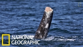 加州沿岸出現「無尾」灰鯨，究竟怎麼一回事？