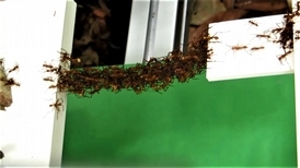 小蟻雄兵！看行軍蟻如何用身體建造橋樑
