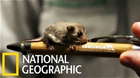澳洲塔龍加動物園的「超迷你」侏儒袋鼯寶寶