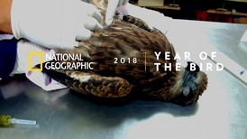 野鳥為什麼重要｜生態紀錄片導演－梁皆得