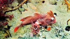 罕見畫面：澳洲發現極危「紅色手魚」新群體 估計數量最多增至……80條