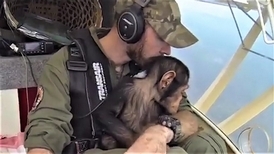 蝦米？！ 這架小飛機的「副駕駛」是一隻黑猩猩？