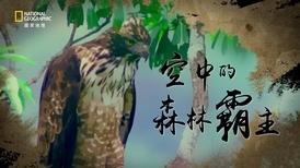 《人鳥之間》系列－空中的森林霸主：熊鷹