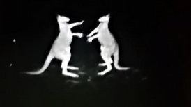 快打袋鼠：警方紅外線攝影機拍到打架袋鼠