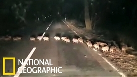 「一隻、兩隻、三隻……」來數看看有幾隻野豬寶寶過馬路吧！