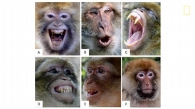 你真的懂猴子的情緒嗎？