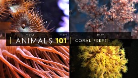 101動物教室：珊瑚礁